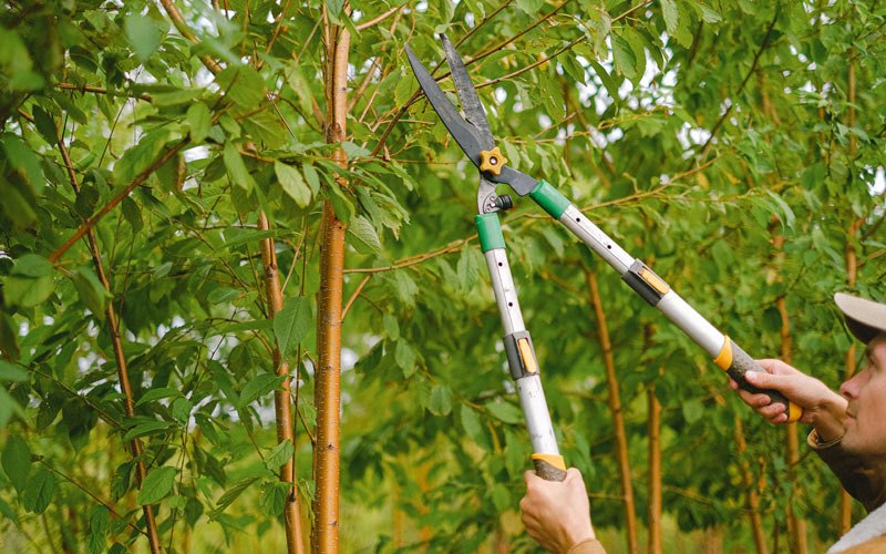 Tree trimming in Richland, IA