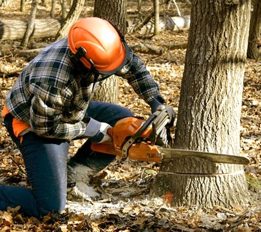 Tree Removal in Richland, IA